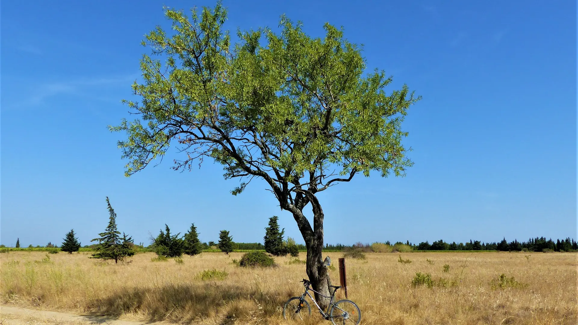 À l'ombre d'un amandier