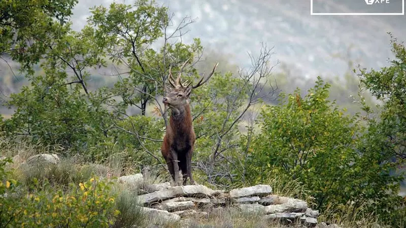 Brame du Cerf