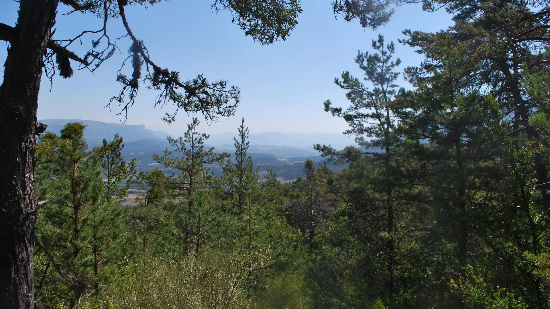 Agréable forêt de pins