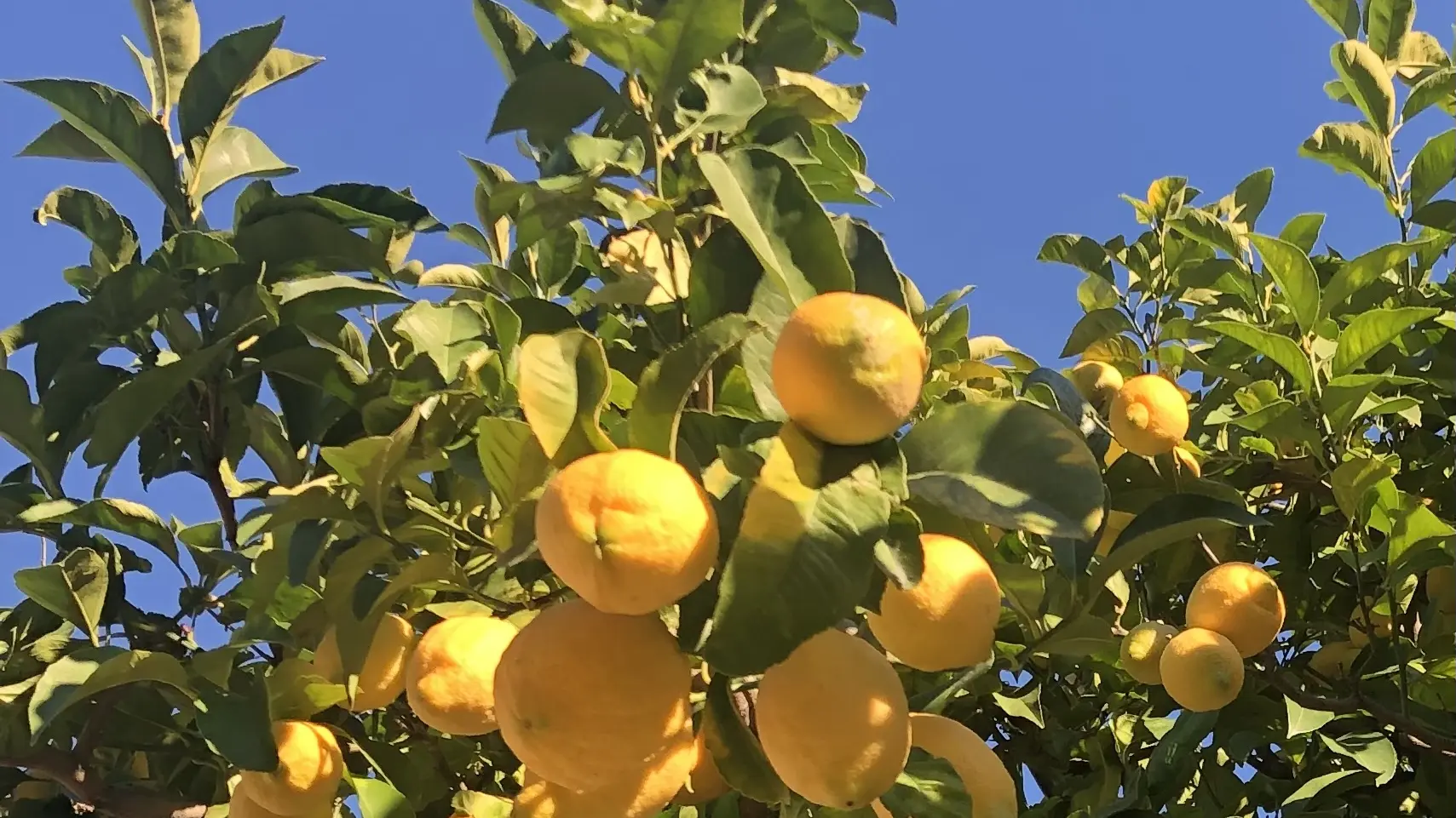 Producteur Citron de Menton