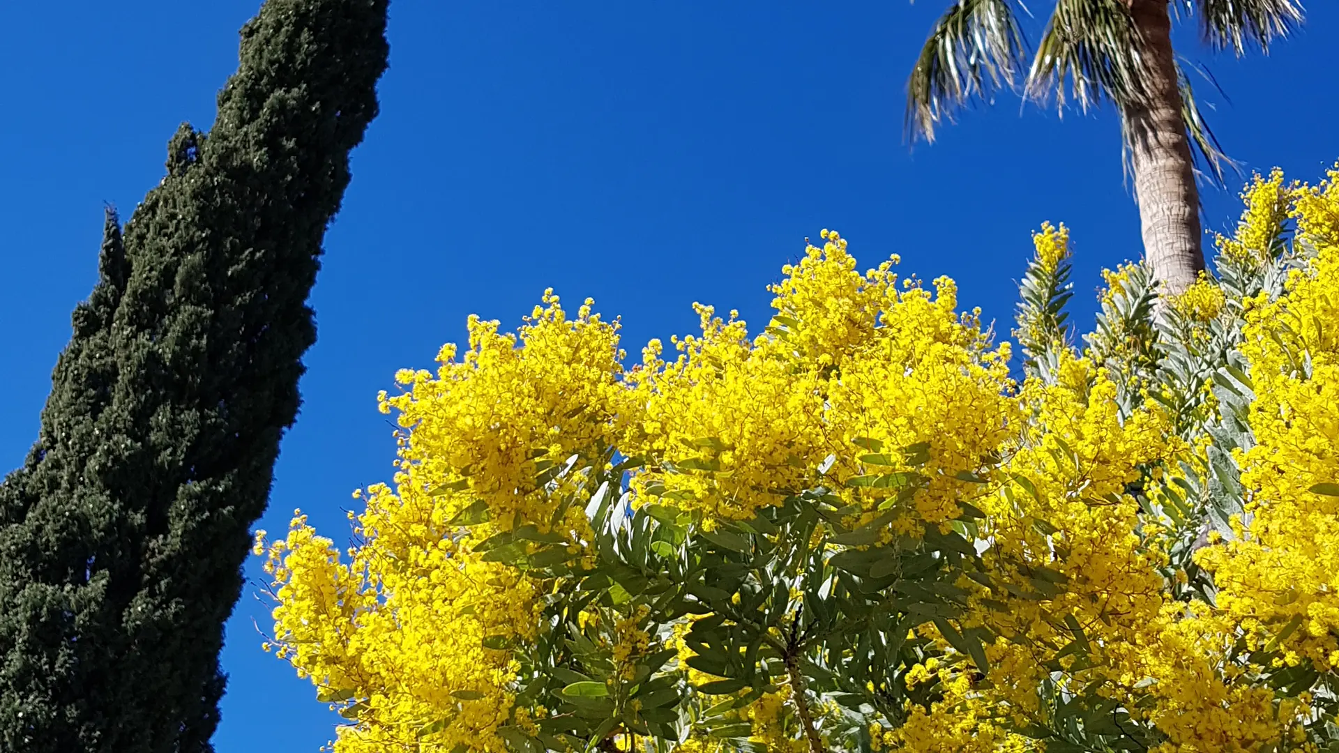 Mimosas de fin décembre à avril