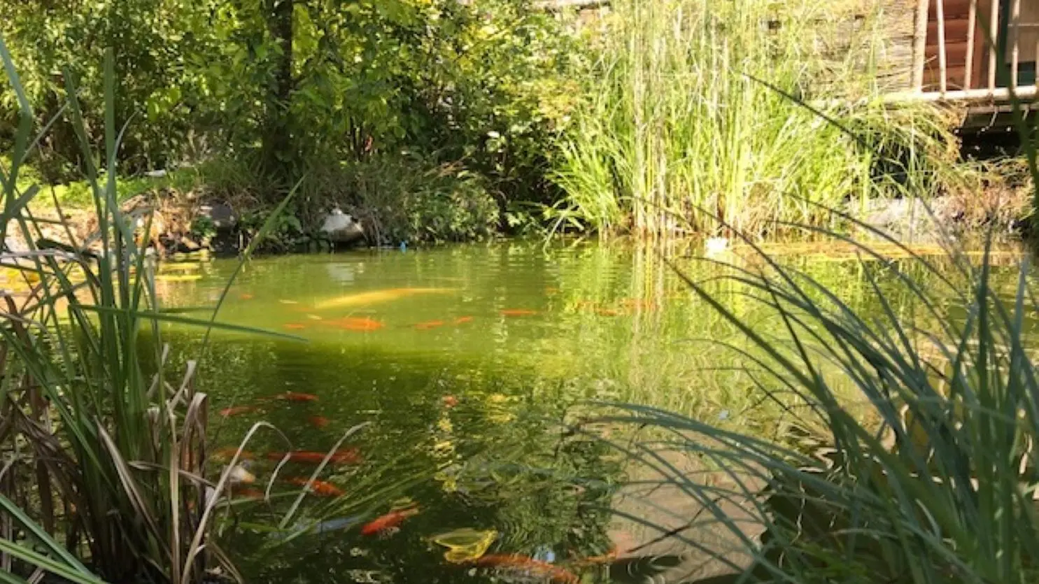 Bassin avec carpes Koi devant le gîte