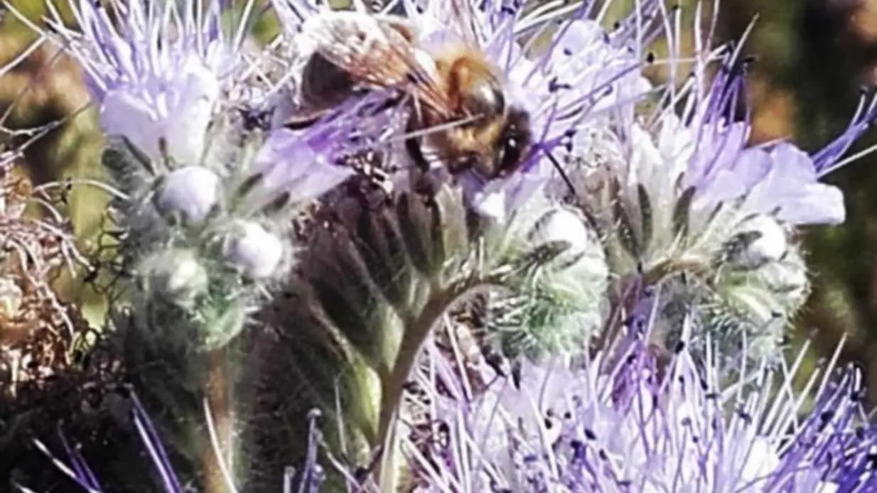 Miellerie Sainte-Victoire