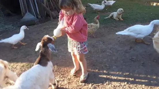 Laissez vos enfants s'imprégner de la vie à la ferme et s'amuser aux côtés des animaux