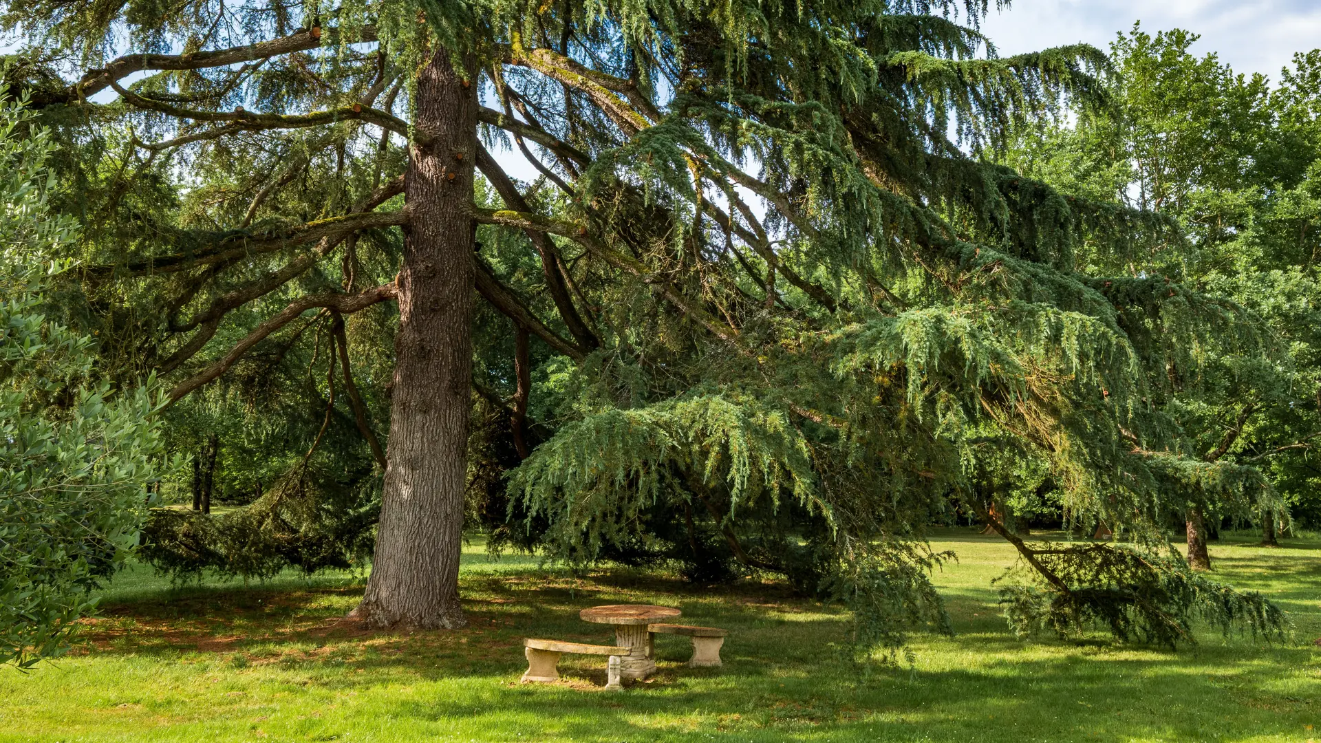 La vue depuis la terrasse du gîte sur le cèdre centenaire