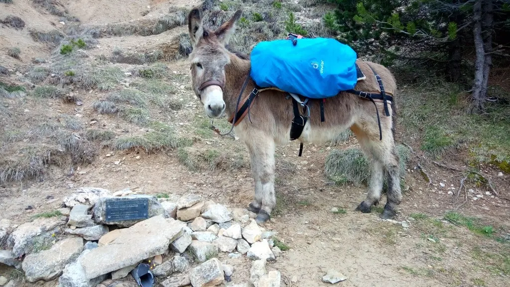 Sortie Nature Âne et Montagne en Famille, Alpes Cheval