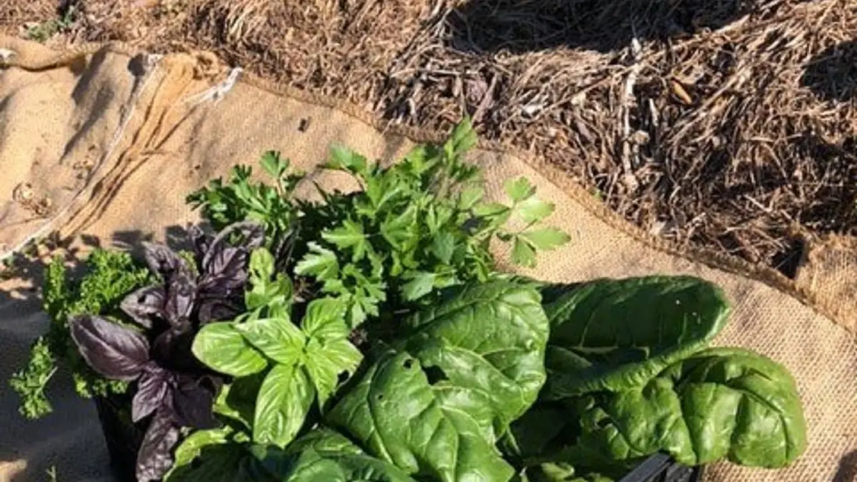 Herbes aromatiques fraîches