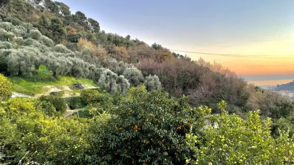 Visite guidée et déjeuner à la Ferme des Citrons Menton