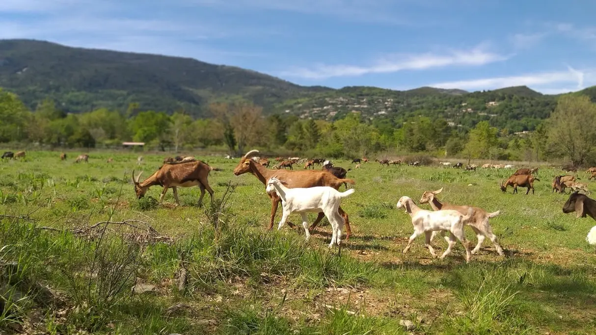 Chèvres La Fermes de Cairns