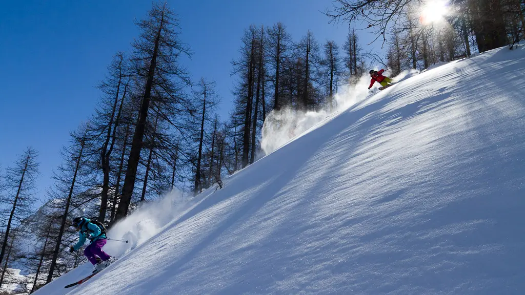 Poursuite dans la forêt