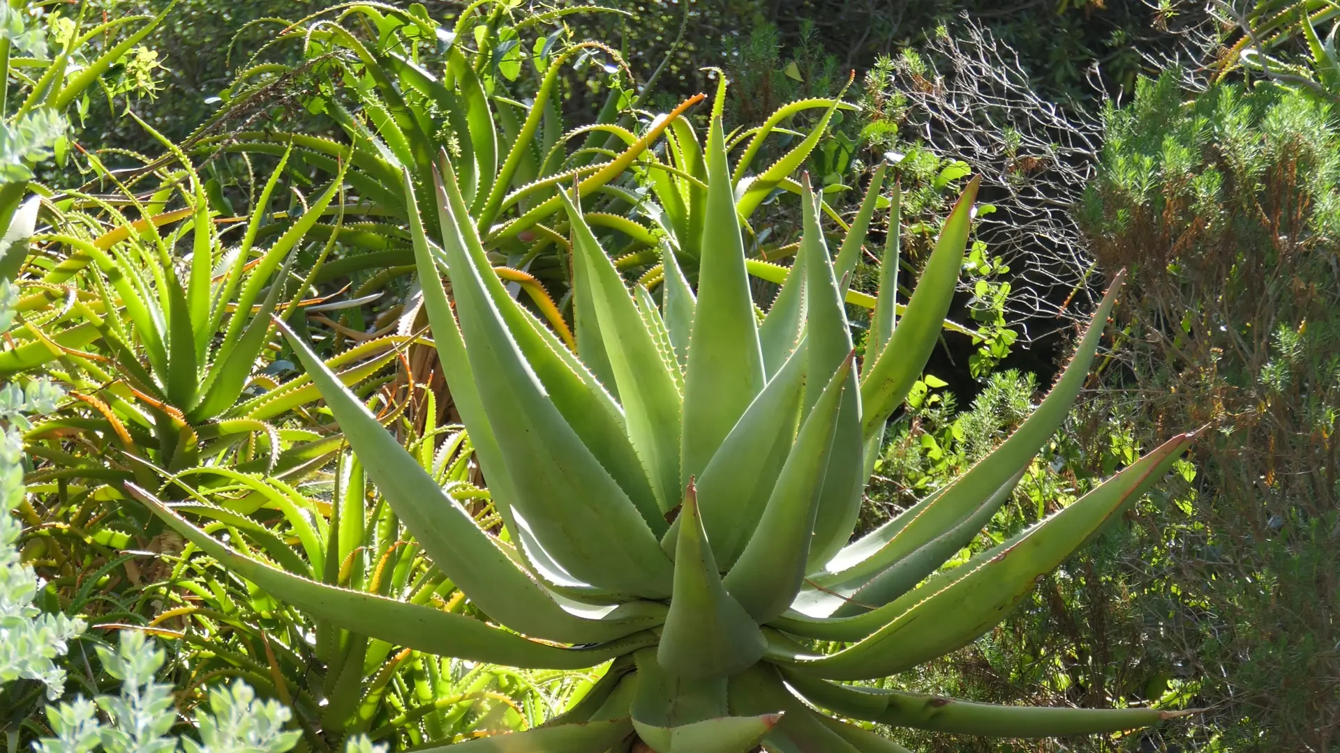 Domaine du Rayol, Jardin d'Afrique du Sud