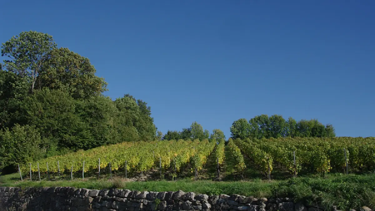 Exploitation - vignes