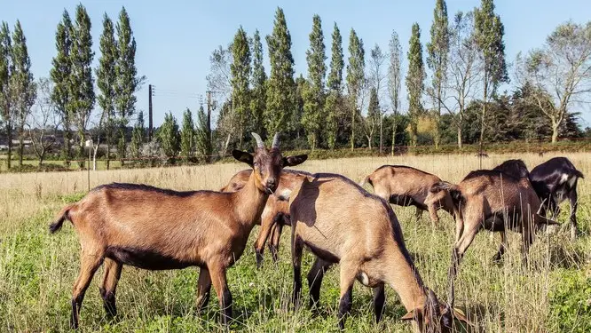 La ferme Bion'heureux_Flayosc