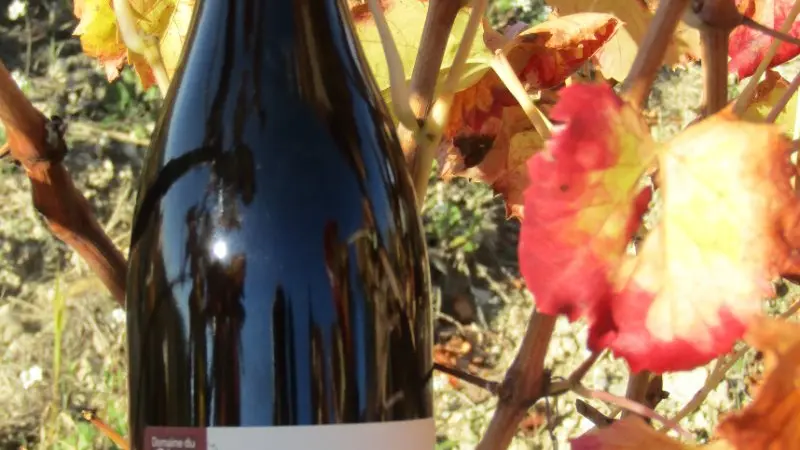 LE COMTOIS AU TRAVAIL DANS LE VIGNOBLE