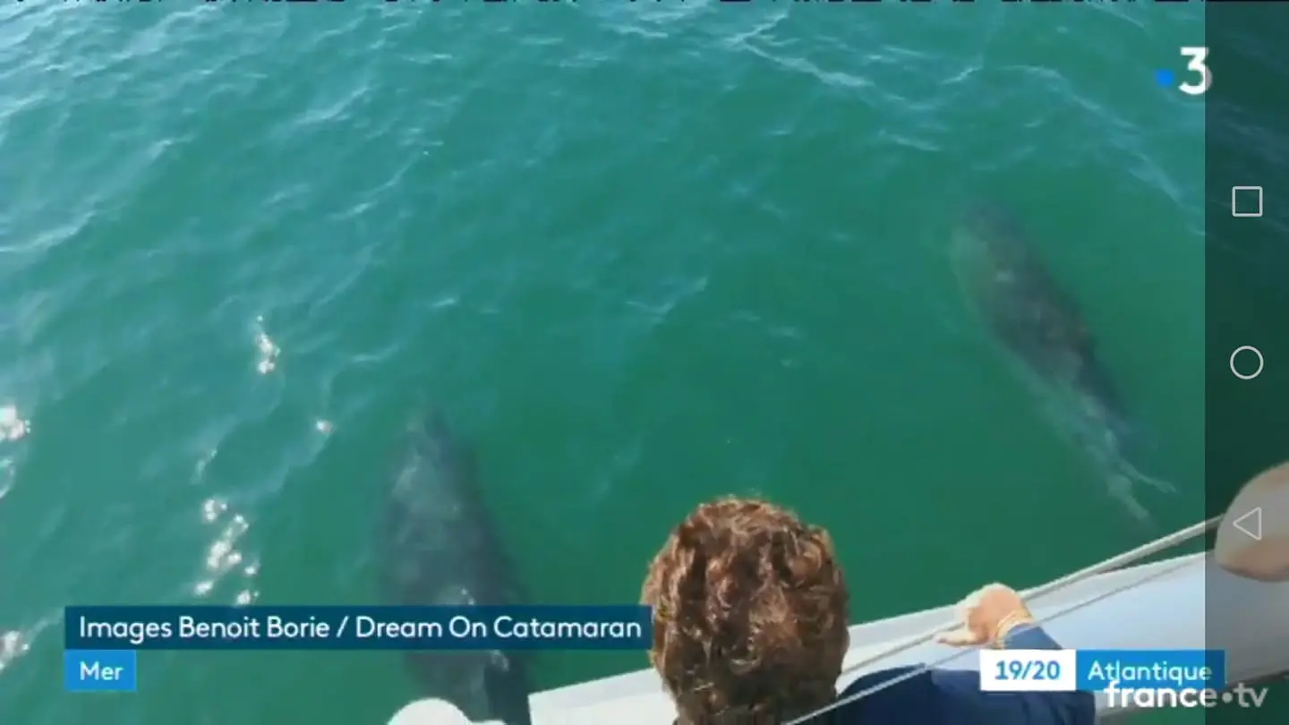 Reportage France 3 avec observation des dauphins à bord du Dream' On