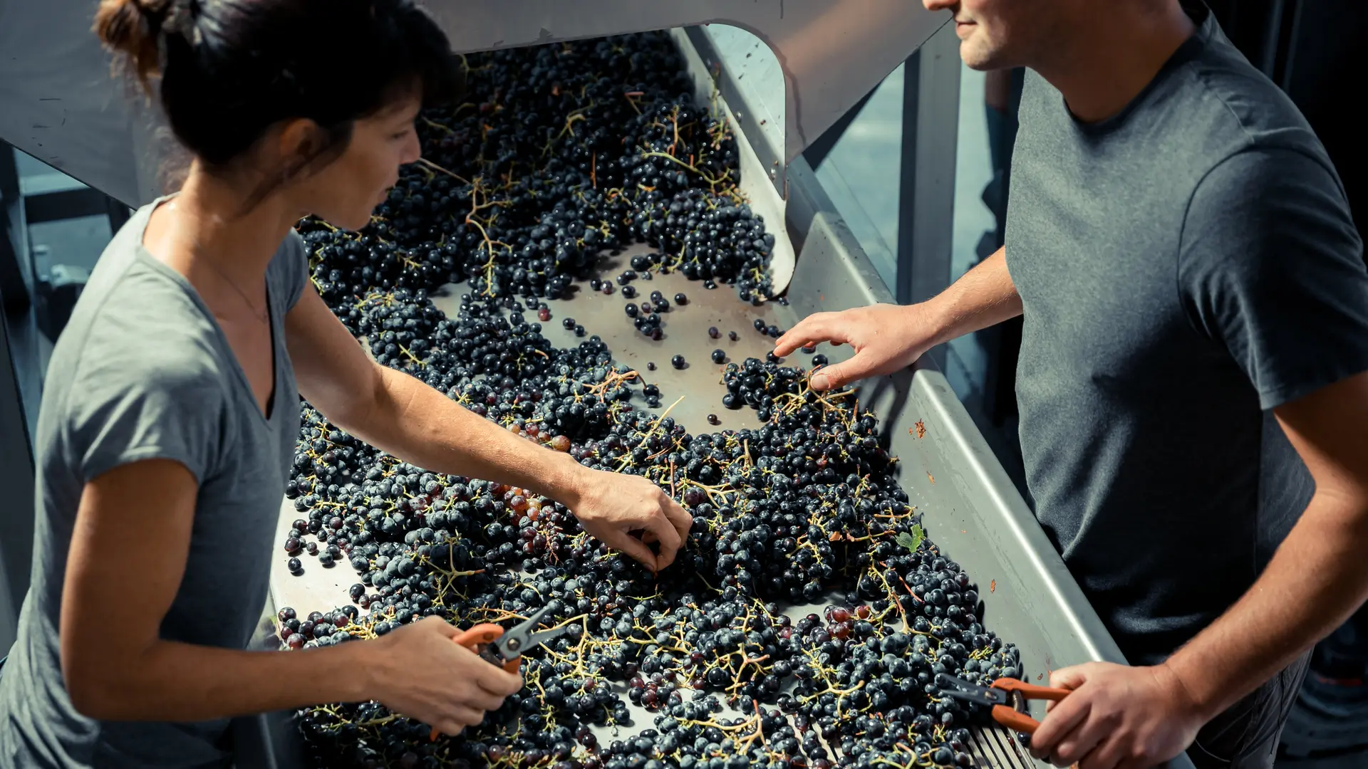 Les vignobles Gueissard