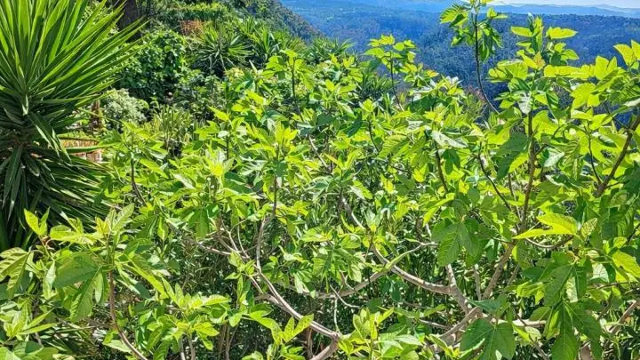 Gîte le Figuier de St Cé-Jardin/Terrasse -Gîtes de France Alpes-Maritimes