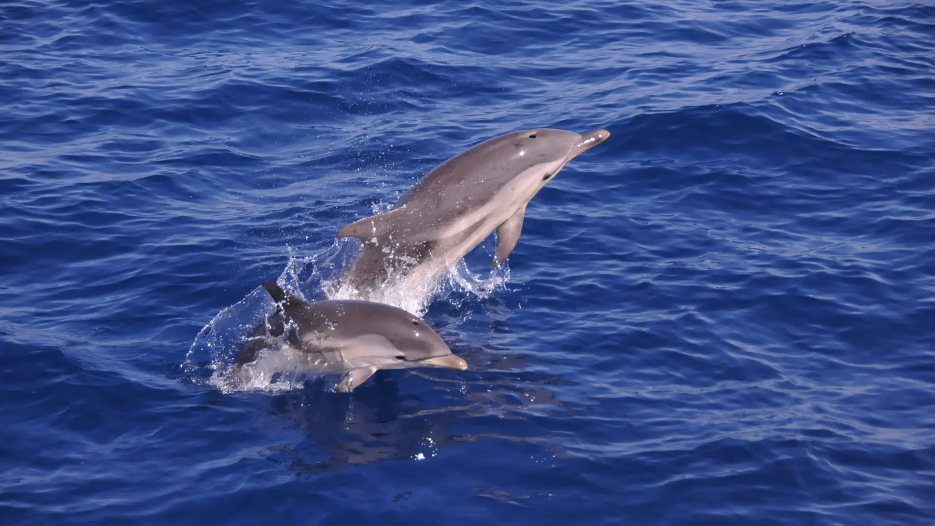 Dauphins bleus et blancs