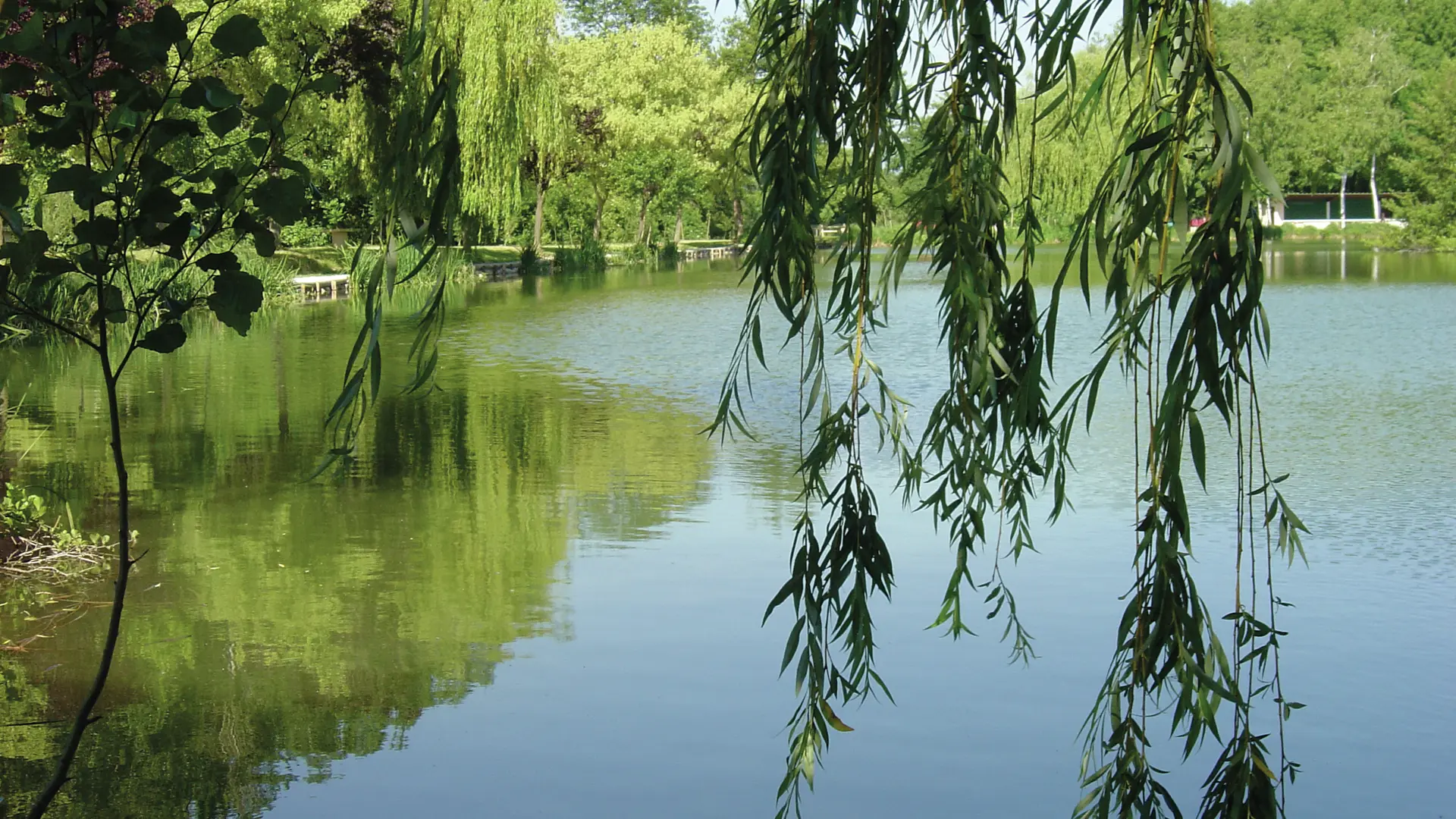 Chasse aux papillons