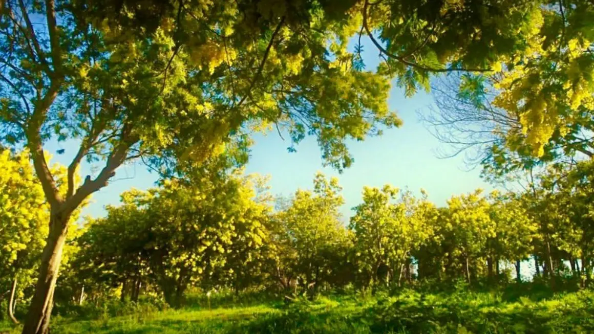 Exploitation de mimosas au domaine