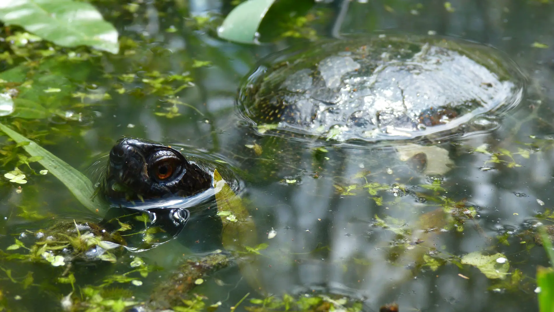 La Boire des Carrés Gros plan : tortue