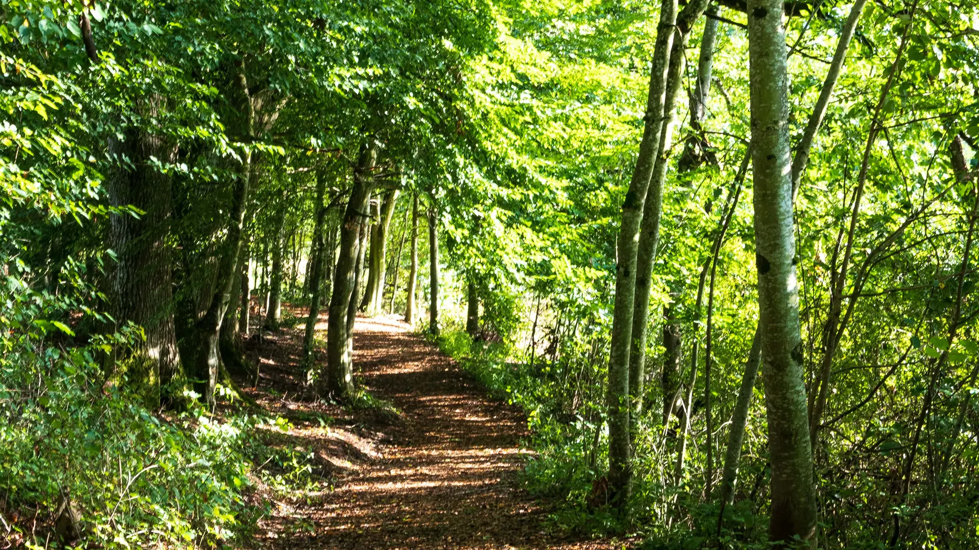 Autour du plan d'eau de Saint-Clément