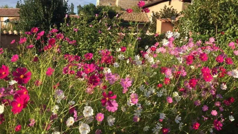 Cosmos au jardin
