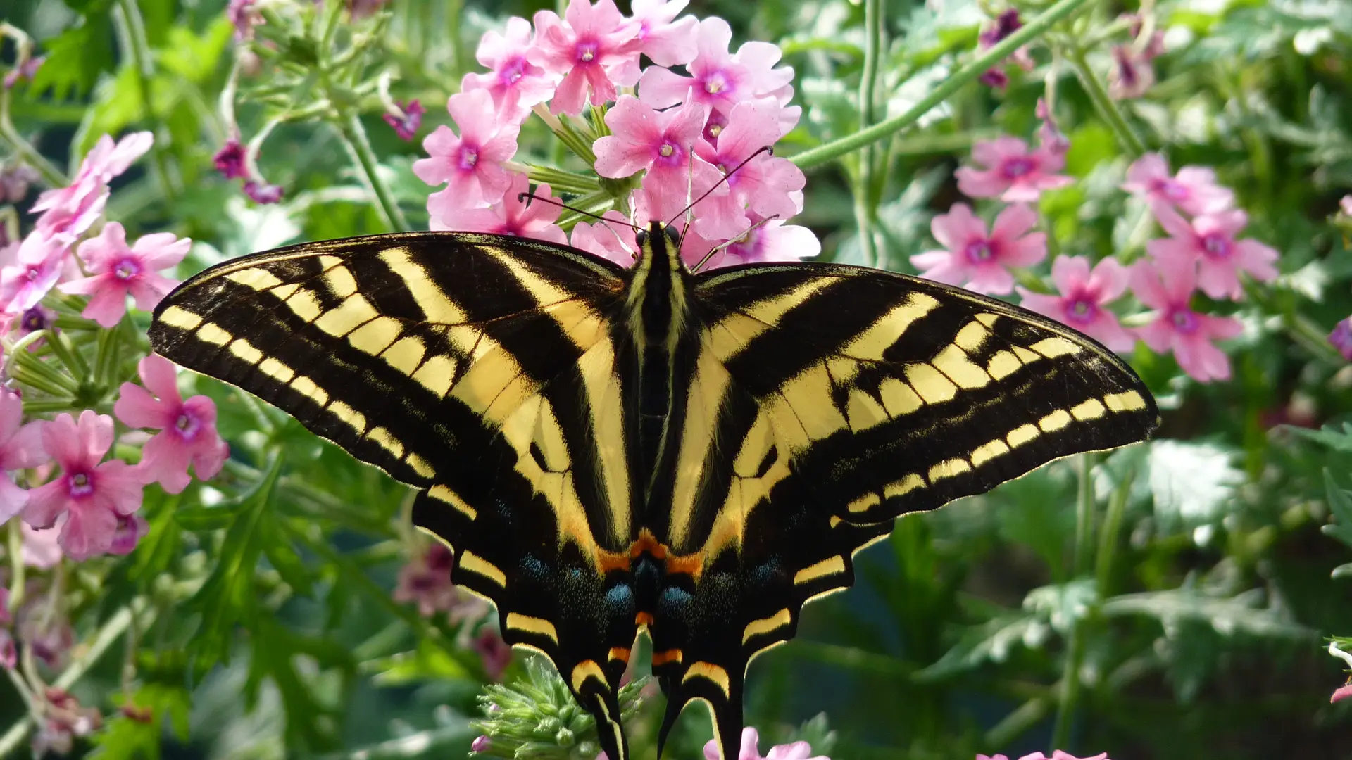Papillon