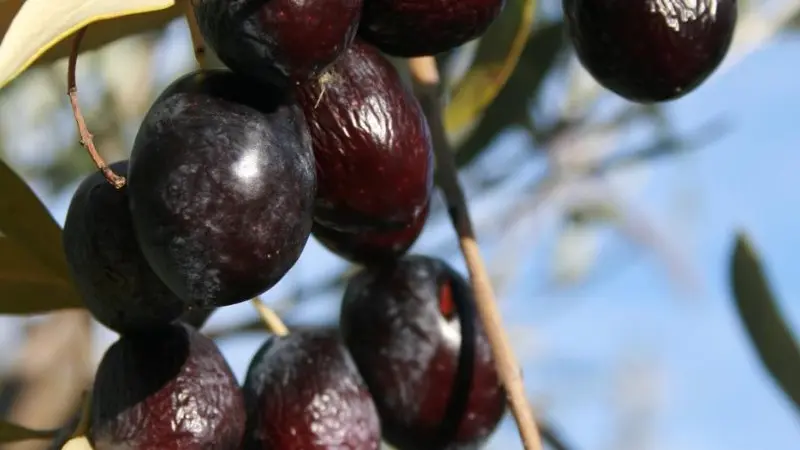 LA CAVE BIO DU DOMAINE ACCUEIL ET DEGUSTATION