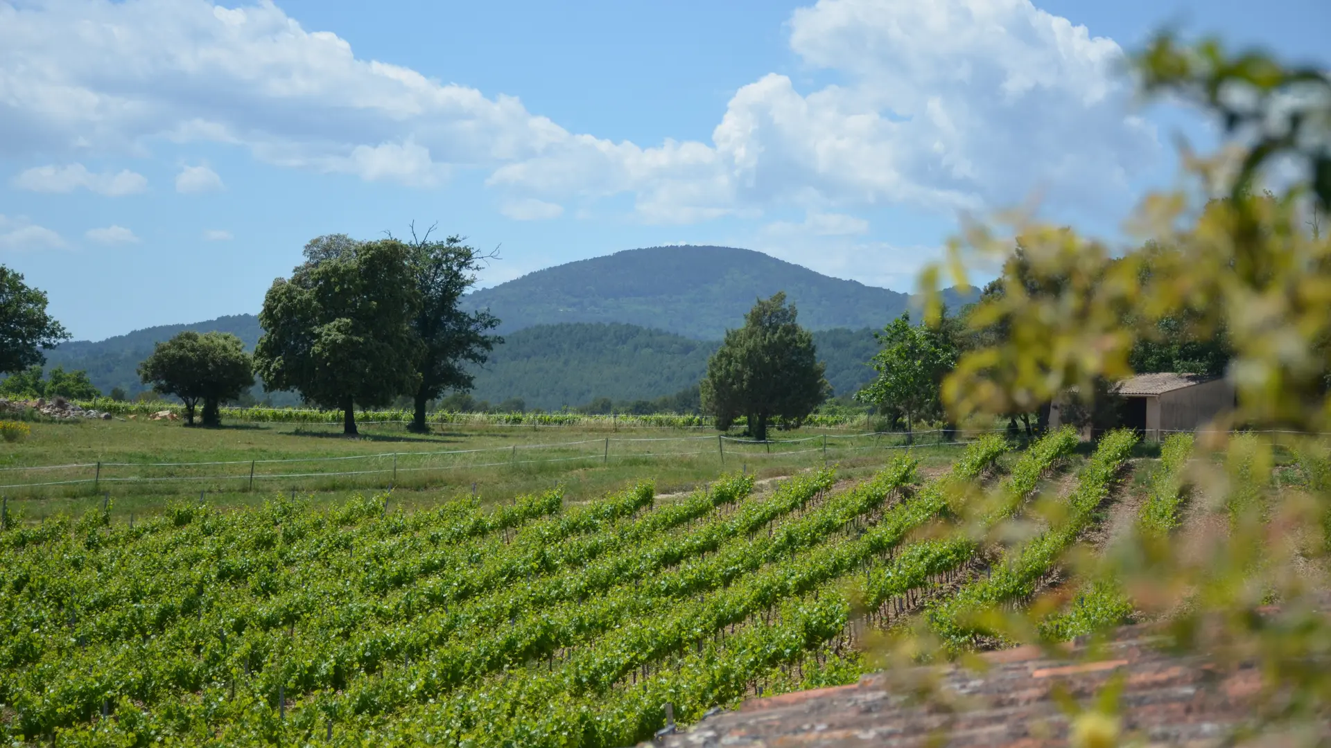 Domain Chateau des Selves Seillans