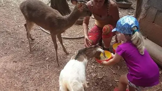 Laissez vos enfants s'imprégner de la vie à la ferme et s'amuser aux côtés des animaux