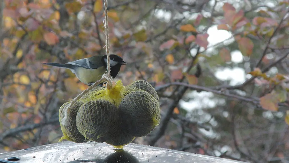 Le paradis des oiseaux