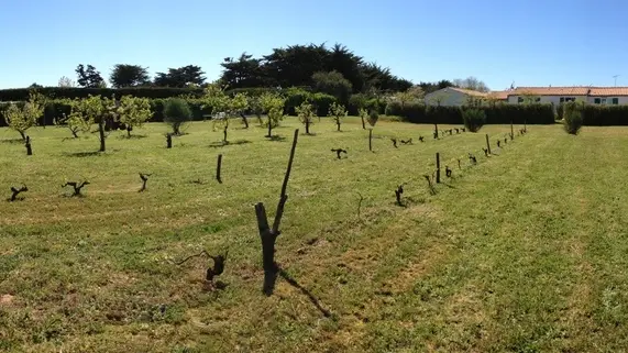 Meublés Guilbon - L'Aigrette - Vignes