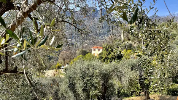 Visite guidée et déjeuner à la Ferme des Citrons Menton