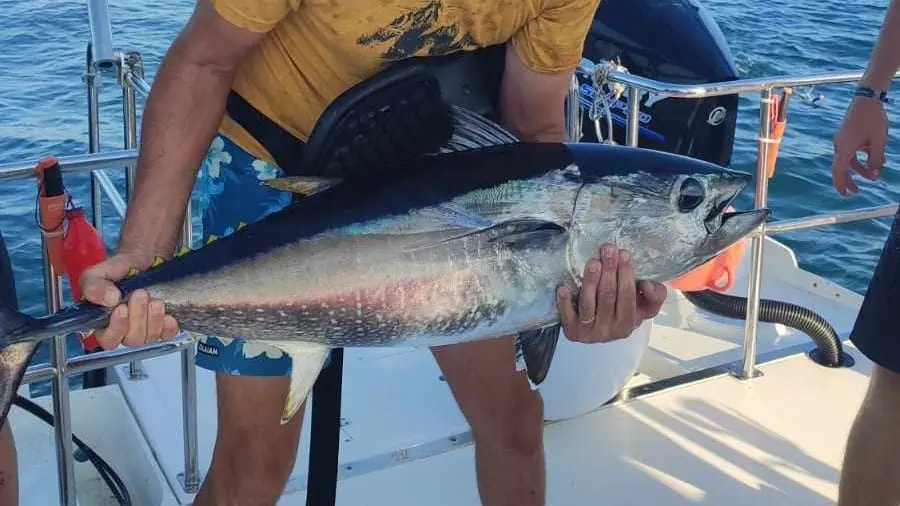 Camargu'evasion Pêche au Gros