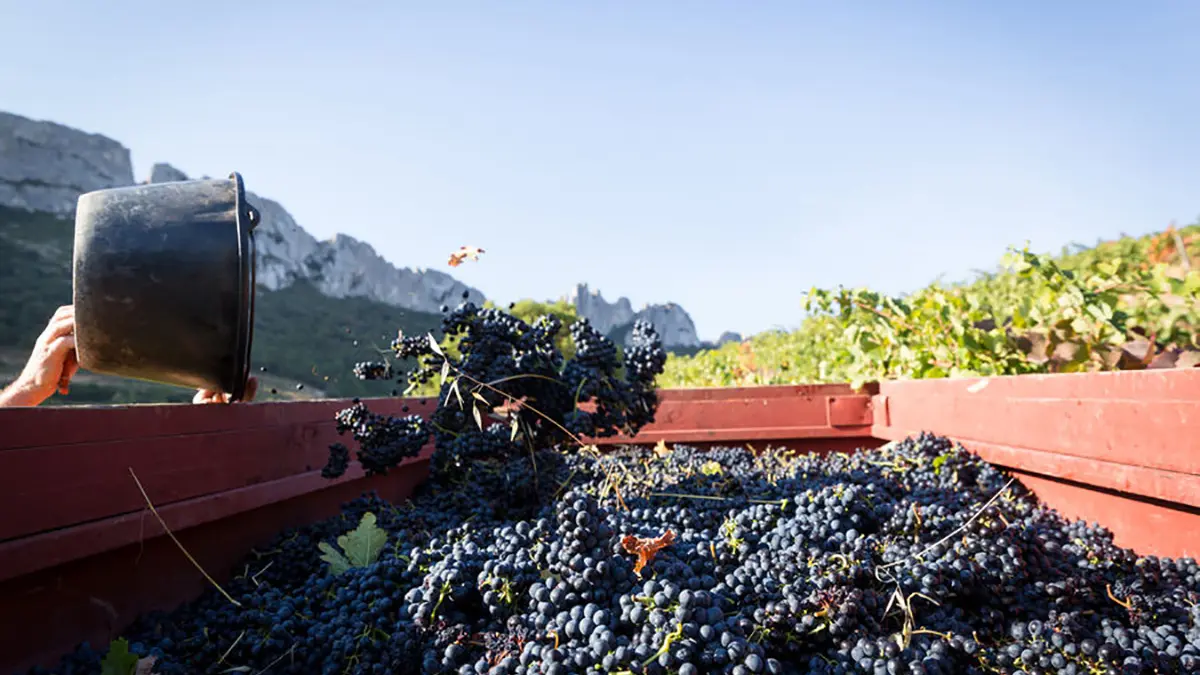 Vendanges au Château la Croix des Pins