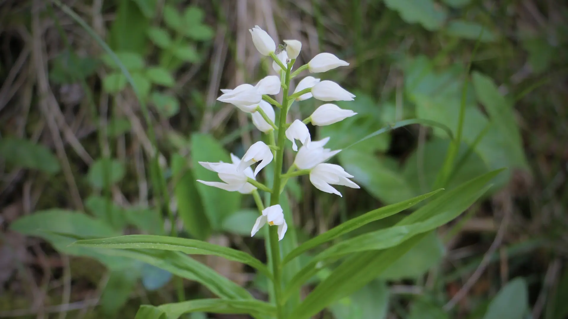 sentier thématique-Montbrand