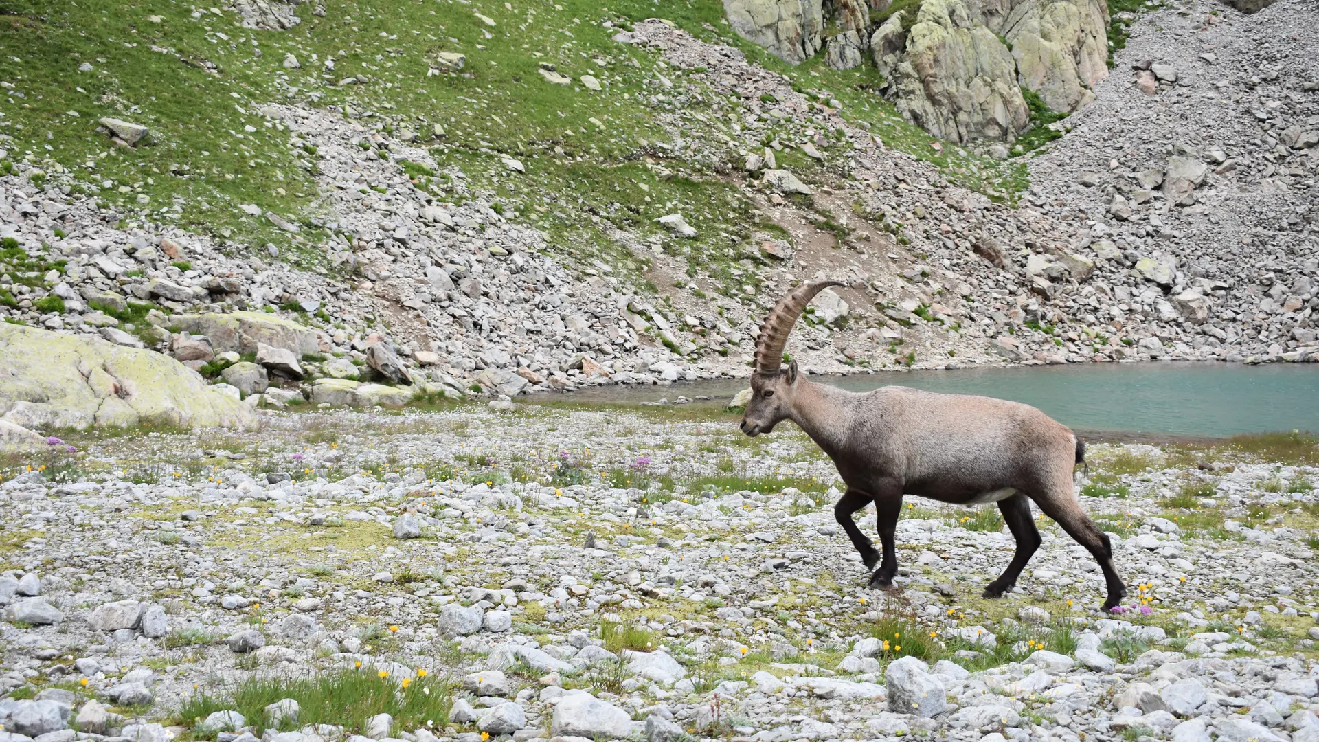 bouquetin lac blanc