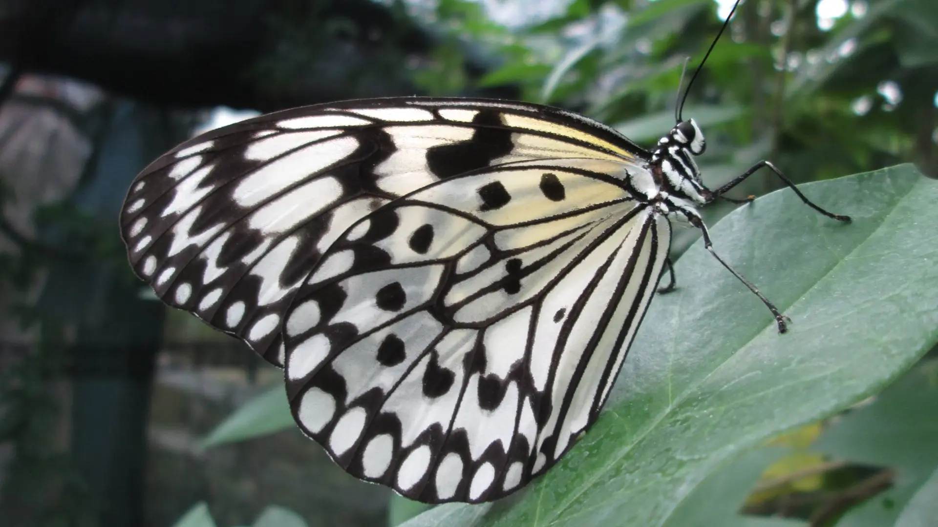 Papillon 2