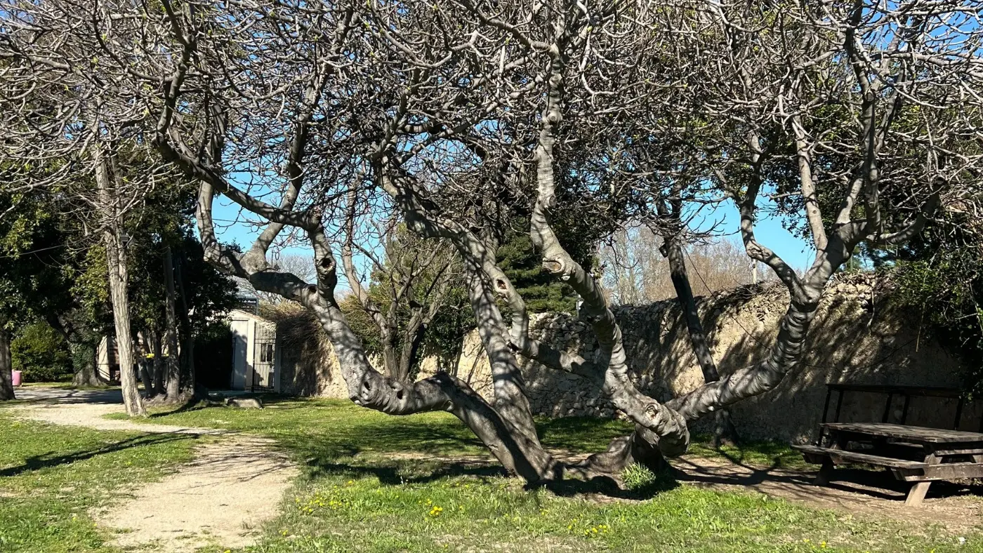Parc du Moulin Peyre_Mouriès_pique nique