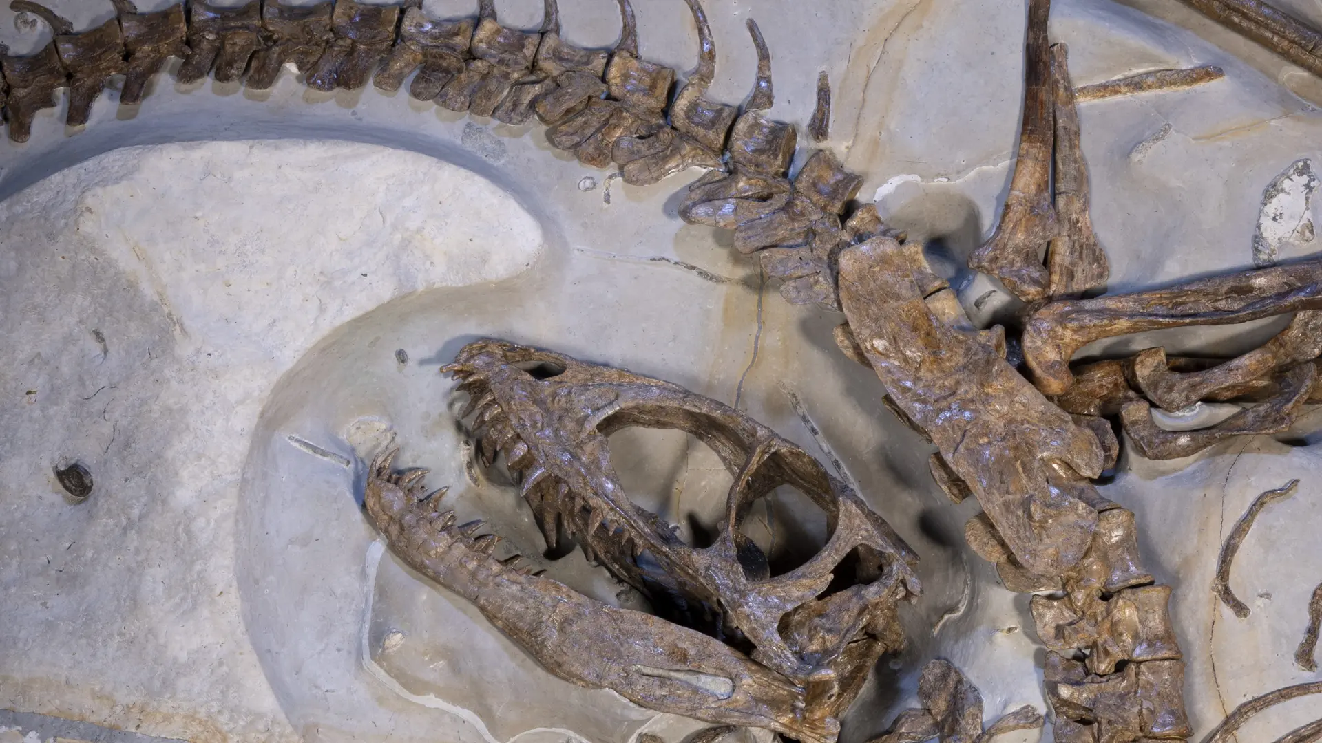 Ernest le dinosaure théropode cousin du T rex découvert dans les roches crétacé de Barret sur Méouge (05) - 135 millions d'années