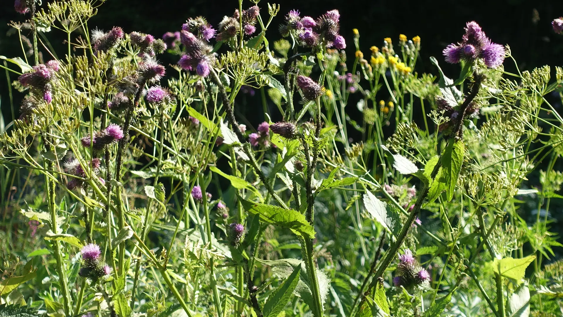 Fleurs de montagne