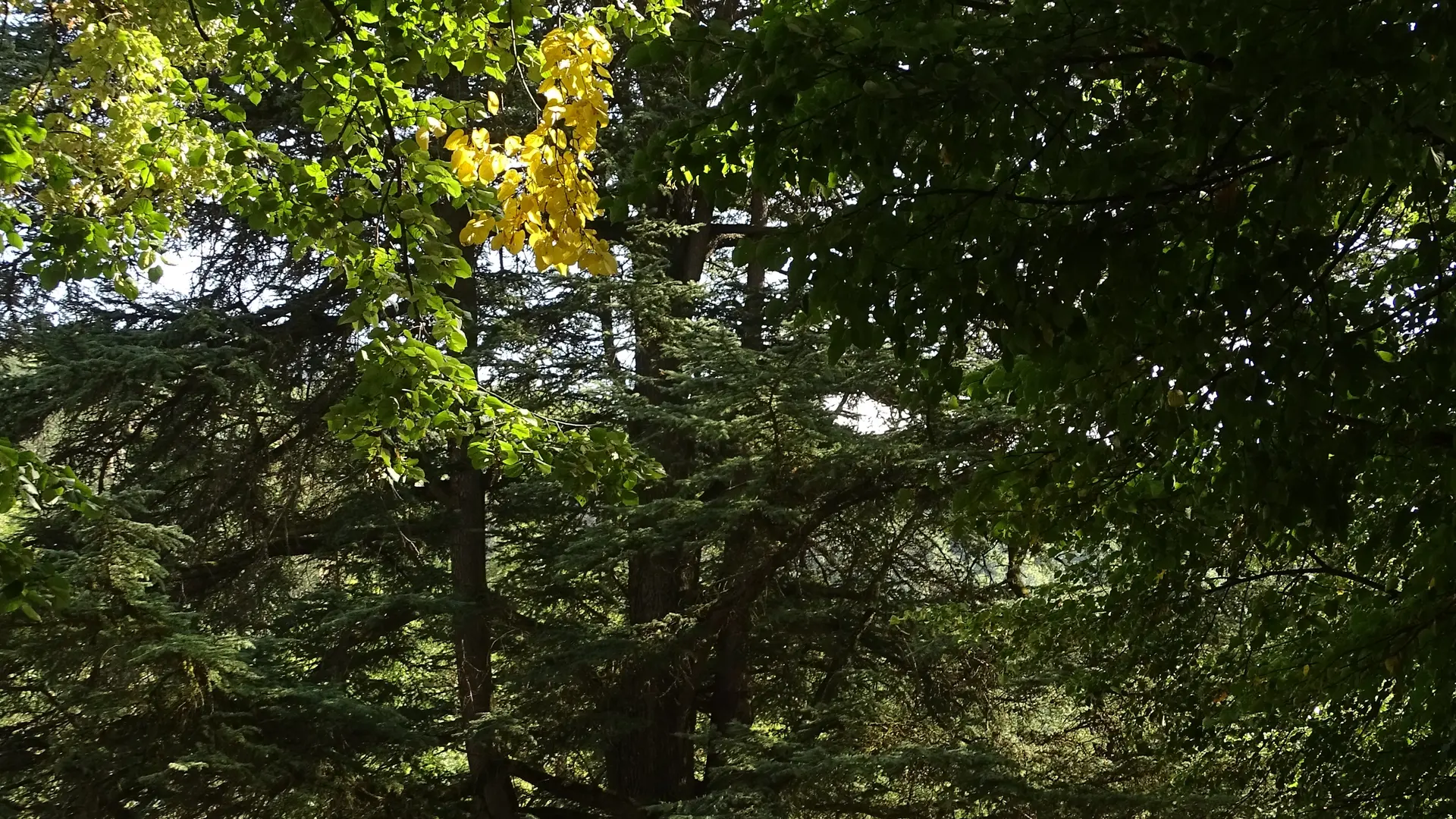 Parc thermal