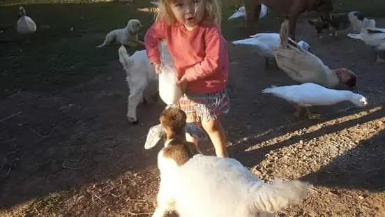 D'autres animaux attendent également avec impatience de faire la rencontre de vos enfants...