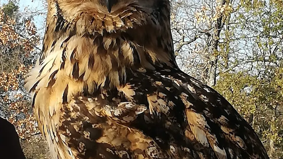 Aigles du verdon