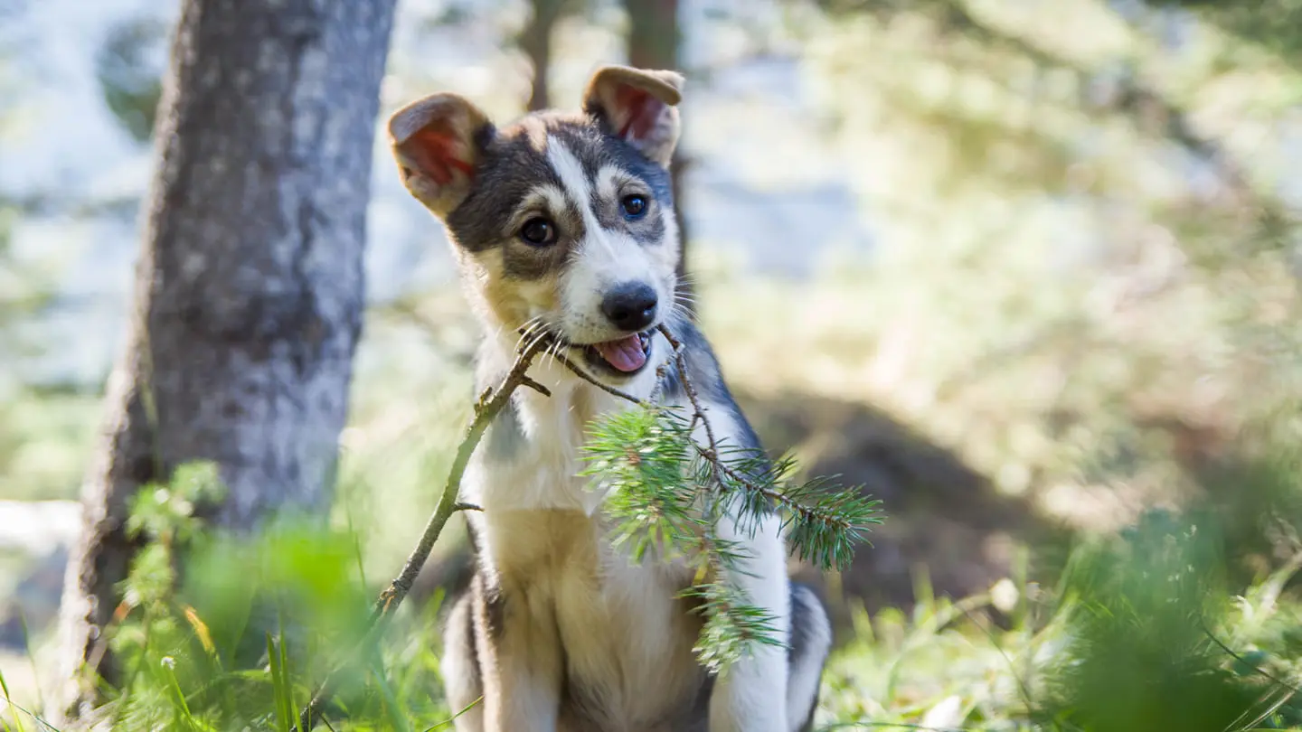 Chiot Husky