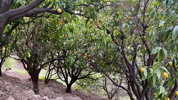 Visite guidée et déjeuner à la Ferme des Citrons Menton