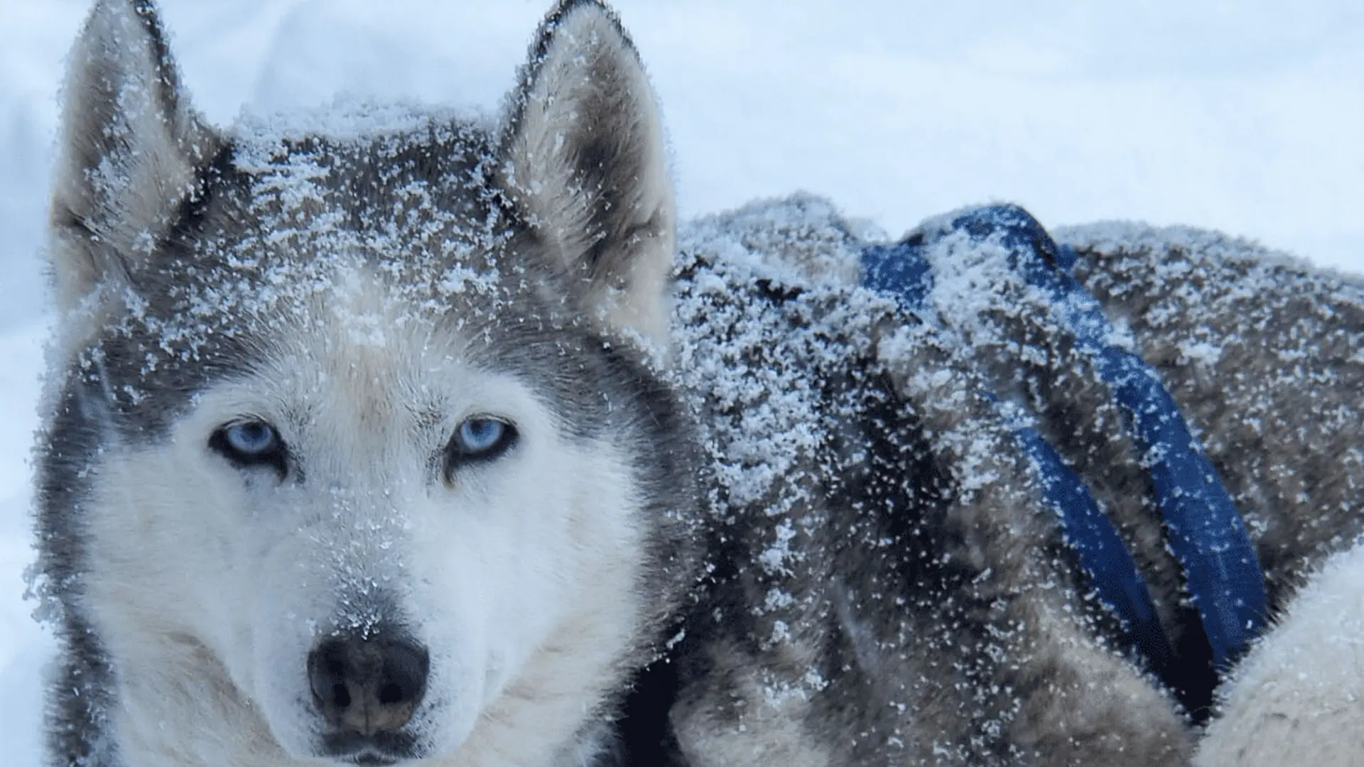 Husky sous la neige