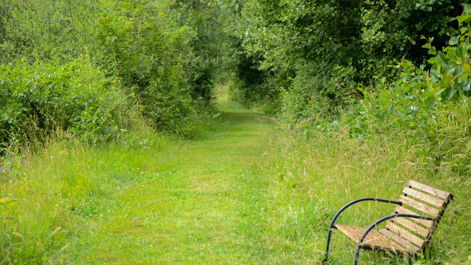 Petit chemin vers la forêt