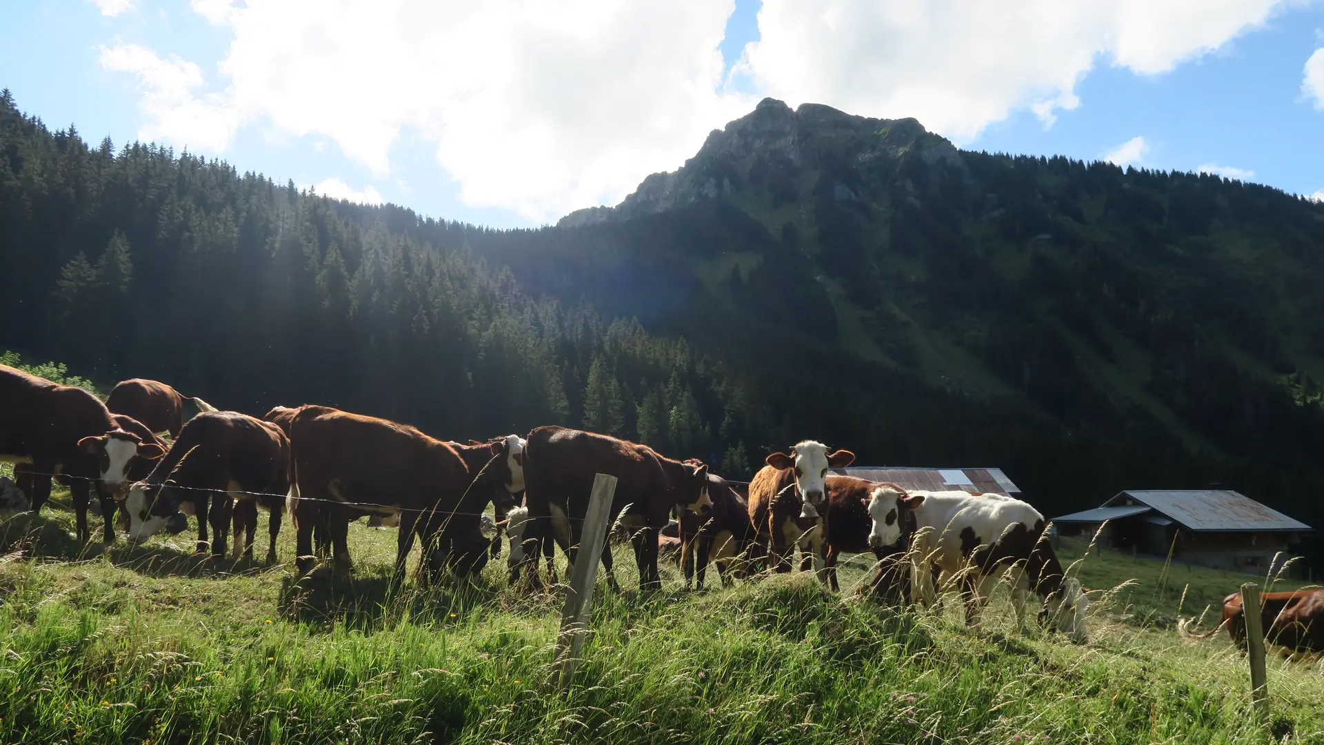Vaches Abondance devant le Pic de la Corne